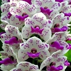 Meet your Posher, Trish